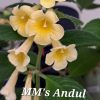 Achimenes MM's Andul