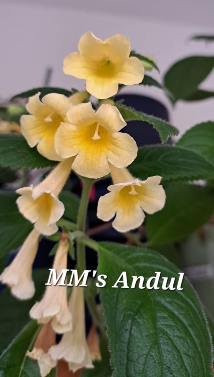 Achimenes MM's Andul