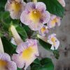 Achimenes MM's Mihail
