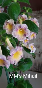 Achimenes MM's Mihail