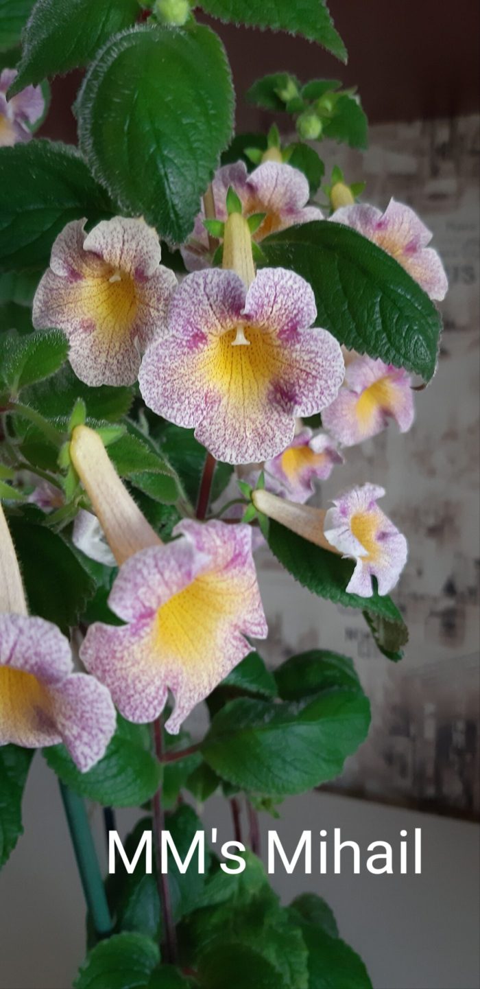 Achimenes MM's Mihail