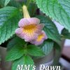 Achimenes MM's Dawn