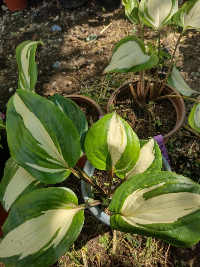 HOSTA RASPBERRY SUNDAE