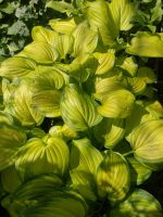 hosta stained glass