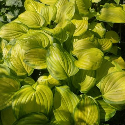 hosta stained glass