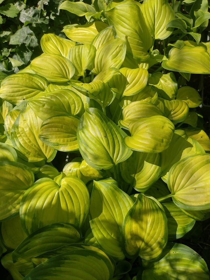 hosta stained glass