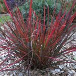 ANDROPOGON RED OCTOBER