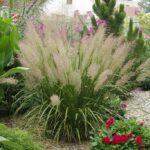 CALAMAGROSTIS BRACHYTRICHA
