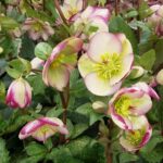 HELLEBORUS GLENDA S GLOSS FROSTKISS