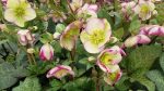 HELLEBORUS GLENDA S GLOSS FROSTKISS
