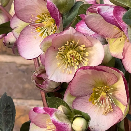 HELLEBORUS GLENDA S GLOSS FROSTKISS