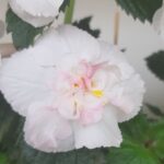 Achimenes  Paper Work