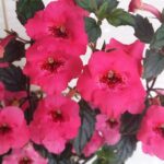 Achimenes Pink Elfe