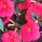 Achimenes Rage