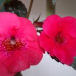 Achimenes Red Spectacular