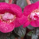 Achimenes RF's Roberto Rainbow Dream