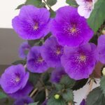 Achimenes Serge Revelation