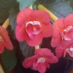 Achimenes Serge Saliba