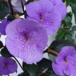 Achimenes Serge's Joy
