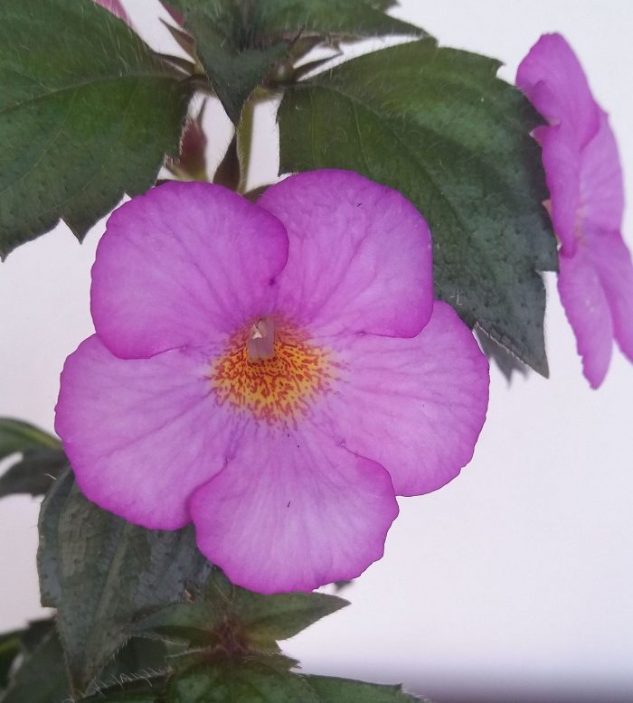 Achimenes Splatted Rainbow