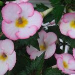 Achimenes Sun Wind