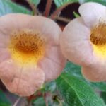 Achimenes Sunburst
