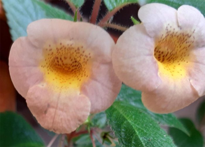 Achimenes Sunburst