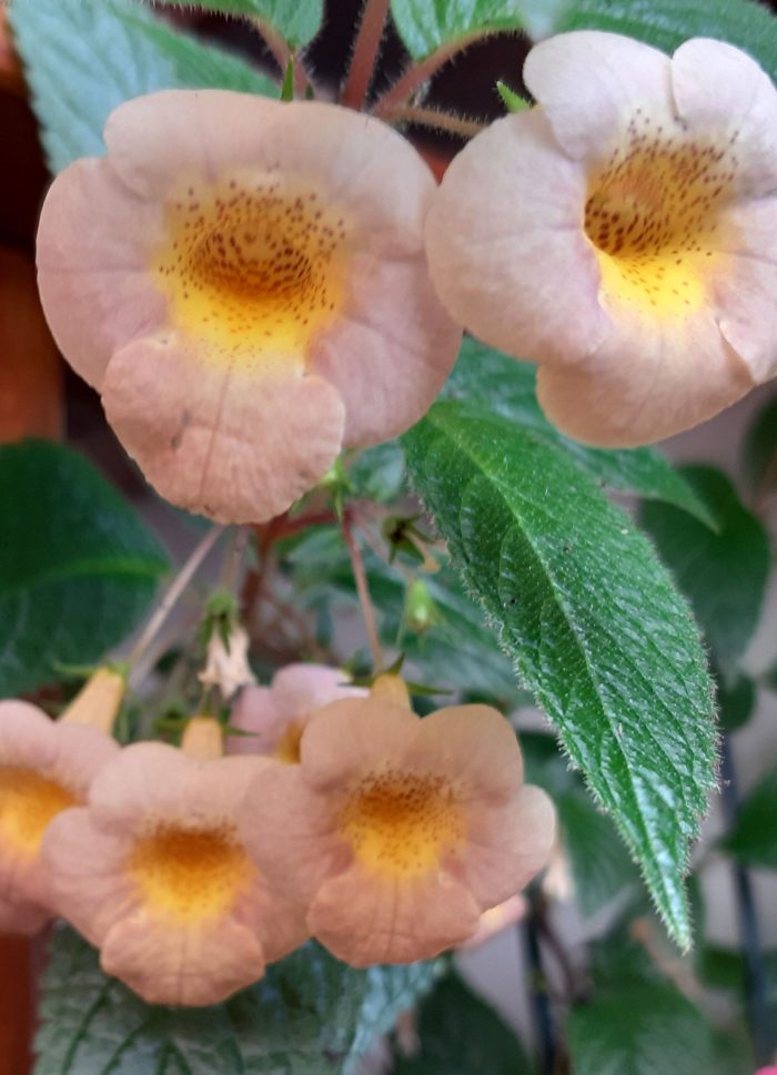 Achimenes Sunburst - imagine 2