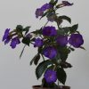 Achimenes The Lone Star