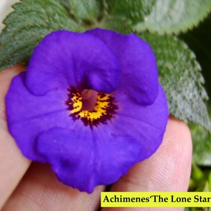 Achimenes The Lone Star