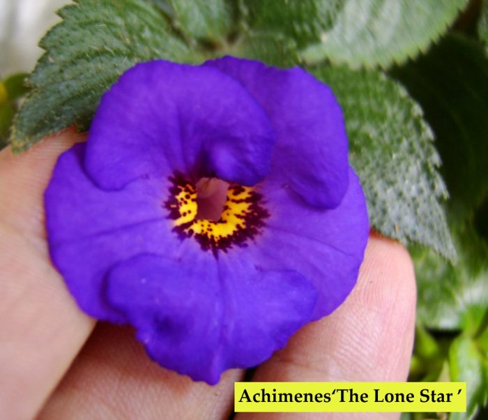 Achimenes The Lone Star