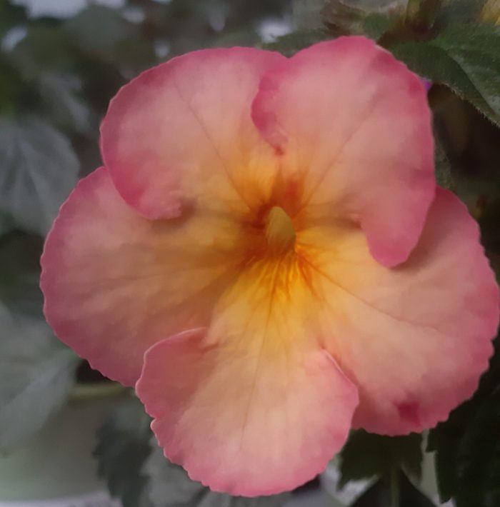 Achimenes Tropic Mix