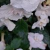 Achimenes Paper Work