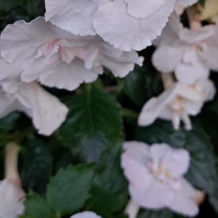 Achimenes Paper Work