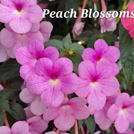 Achimenes Peach Blossoms