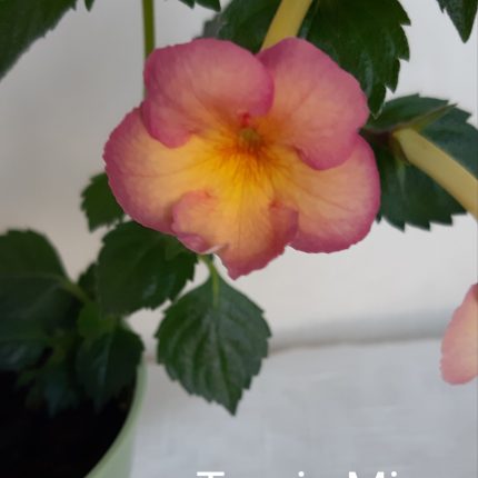 Achimenes Tropic Mix