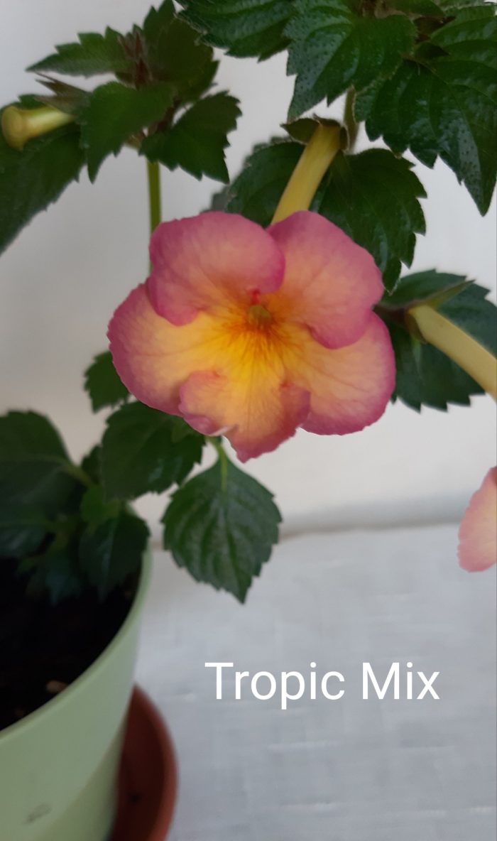 Achimenes Tropic Mix