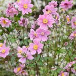 ANEMONE SERENADE-3L