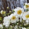 ANEMONE WHIRLWIND