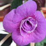 Achimenes  Blue Hurricane