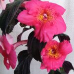 Achimenes Crispy Red