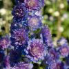 DELPHINIUM SWEET SENSATION HIGHLANDER
