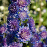DELPHINIUM SWEET SENSATION HIGHLANDER