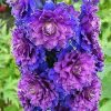 DELPHINIUM SWEET SENSATION HIGHLANDER