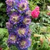 DELPHINIUM SWEET SENSATION HIGHLANDER
