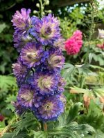 DELPHINIUM SWEET SENSATION HIGHLANDER