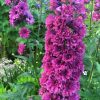 DELPHINIUM HIGHLANDER FLAMENCO