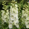 DELPHINIUM_DELGENIUS_NEVA