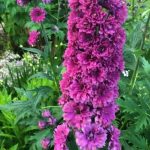 NEMTISOR HIGHLANDER FLAMENCO