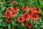 ECHINACEA CARROT CAKE-3L -livrarea din aprilie - imagine 3